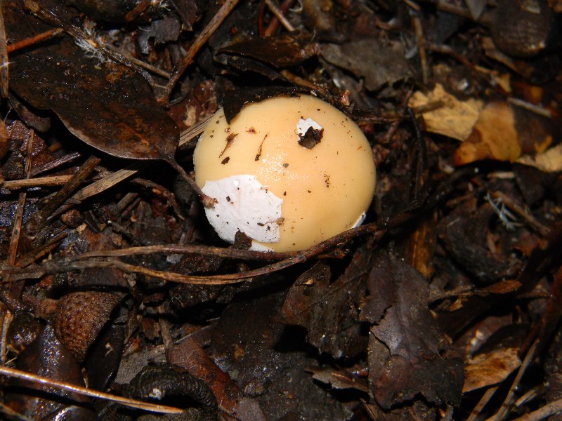 1906 Febbraio vecchio ritrovamento